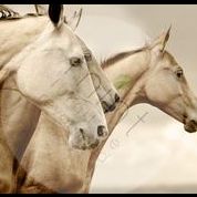 Sepia Horses - Mint Decoupage Paper