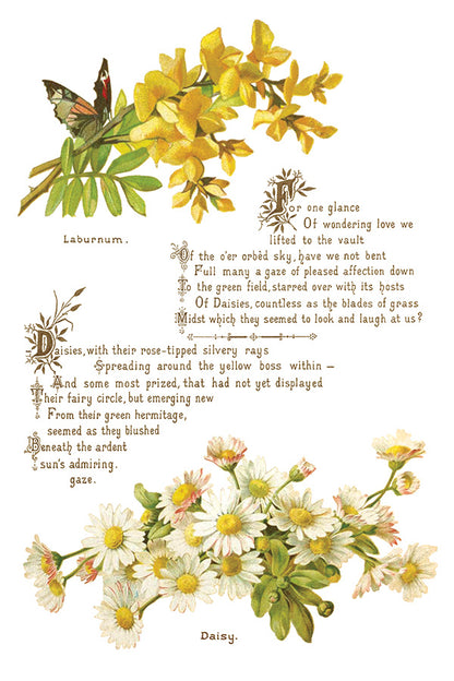 IOD - Lovers of Flowers Decor Transfer