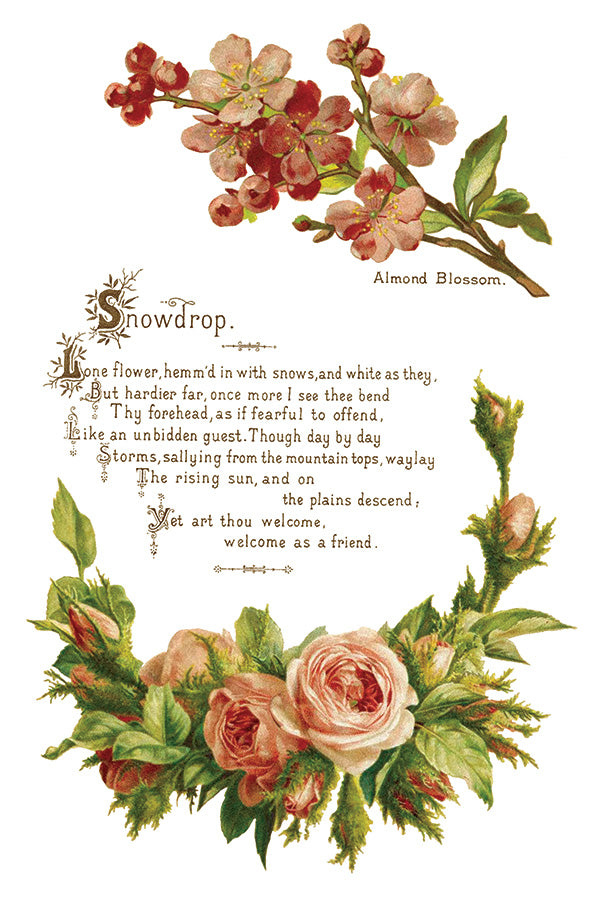 IOD | Lovers of Flowers Transfers