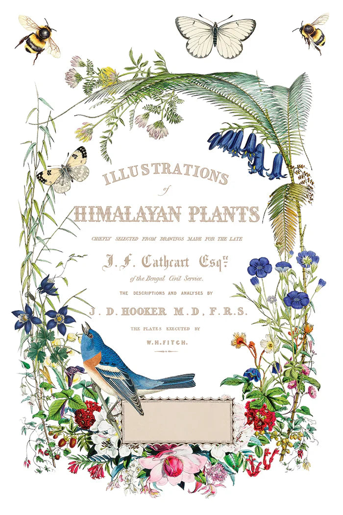 IOD - Flora Greca Decor Transfer  20.32cm x 30.48cm