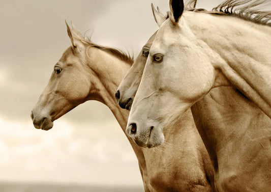 Sepia Horses - Reversed - Mint Decoupage Paper