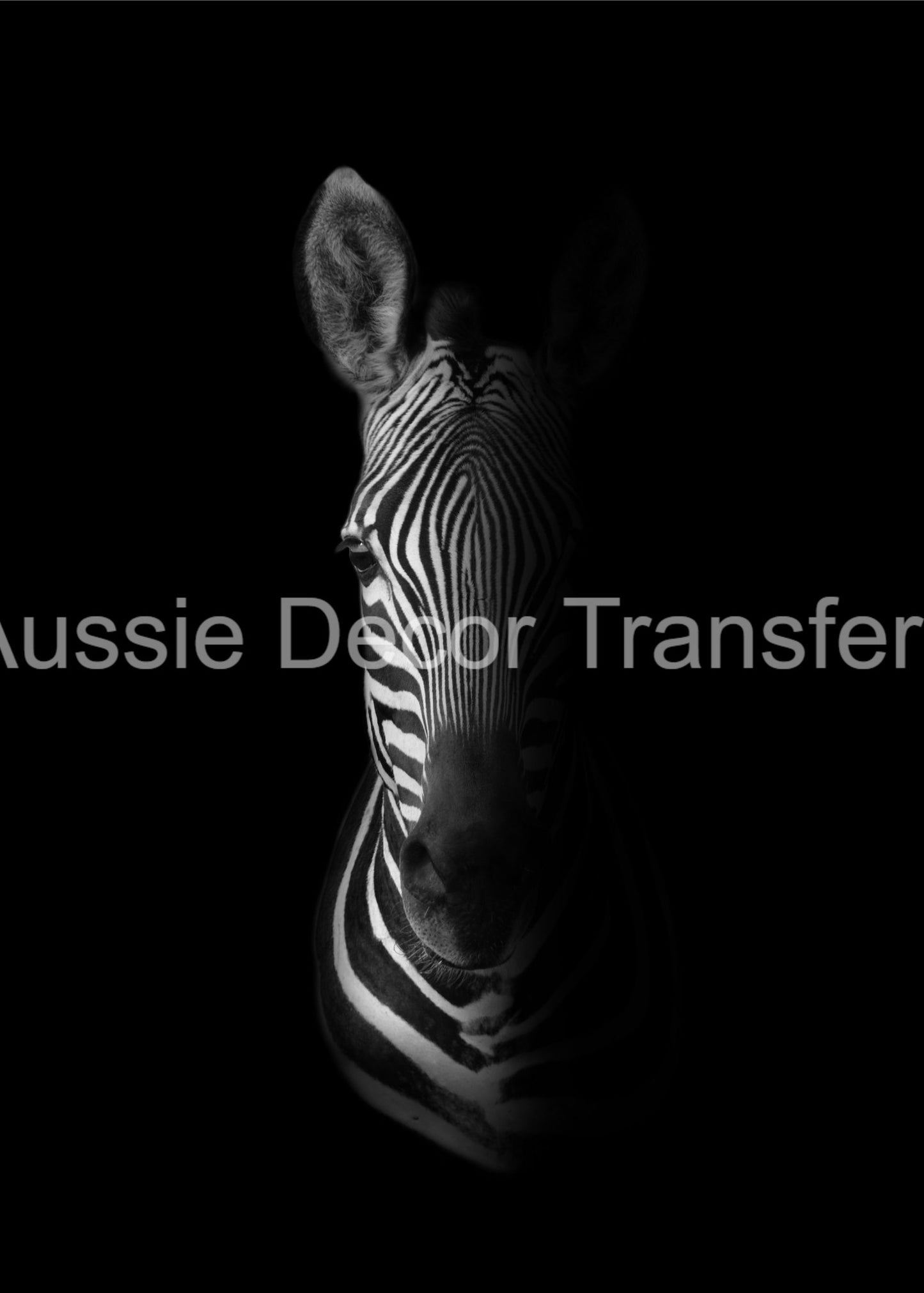 Monochrome Zebra - Aussie Decor Poster Print